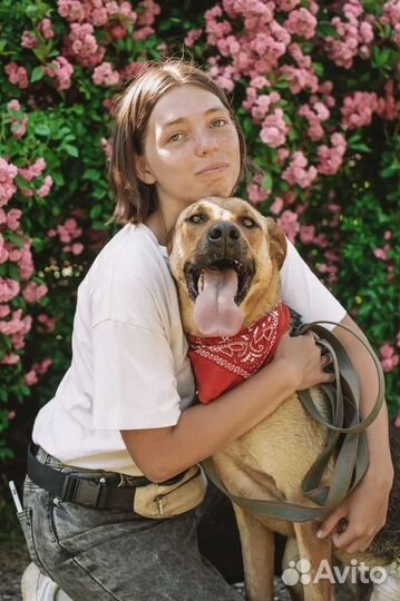 Русская гончая Лотера