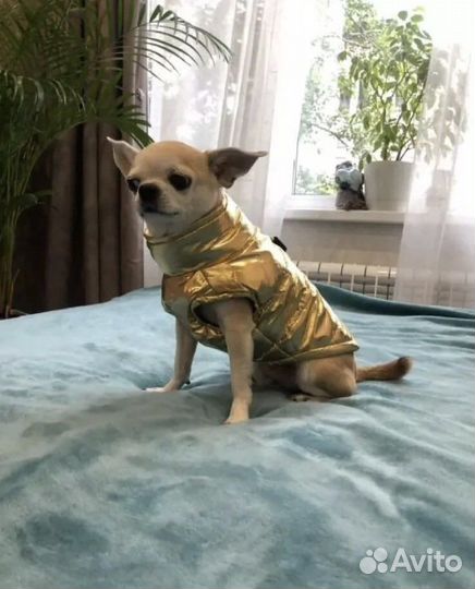 Одежда для собаки
