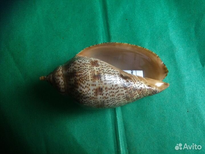 Морская раковина Voluta Laponica 107.3 мм продано