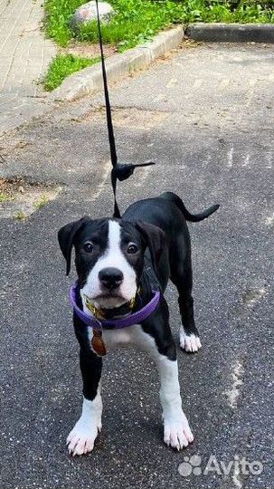 Питбуль прайтер щенки