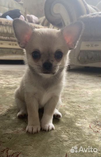 Чихуахуа щенок девочка