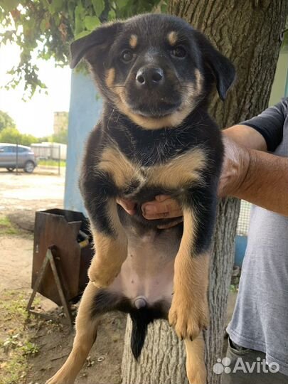 Щенки в добрые руки (девочки)