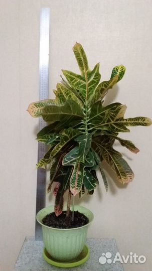 Кодиеум кротон