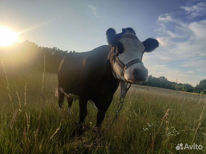 Корова молочная