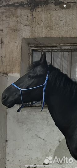 Веревочная амуниция