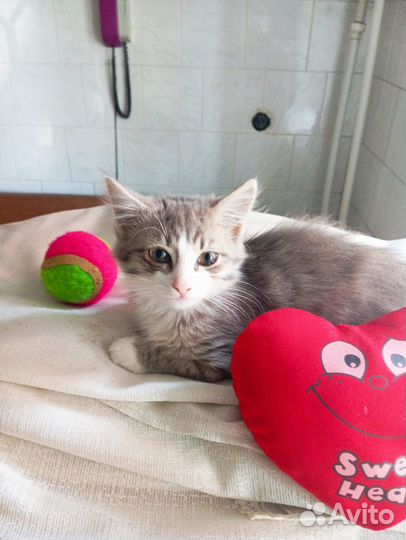 Пушистая 3х цветочка в Ваш дом