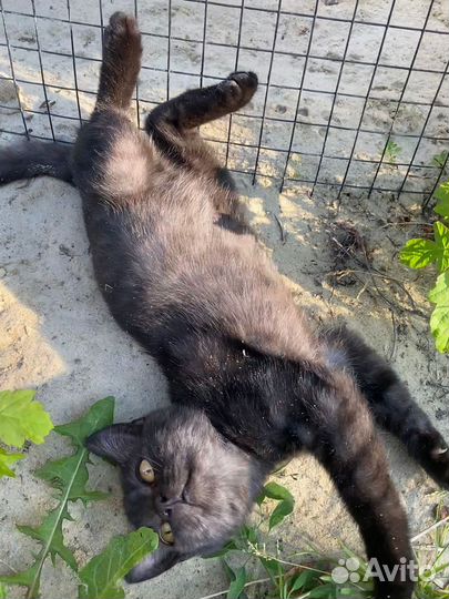 Котенок в добрые руки