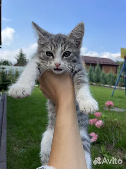 Отдам котенка в добрые руки