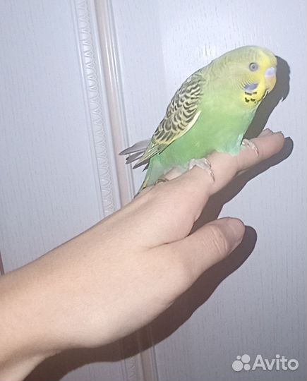 Молодежь волнистого попугая