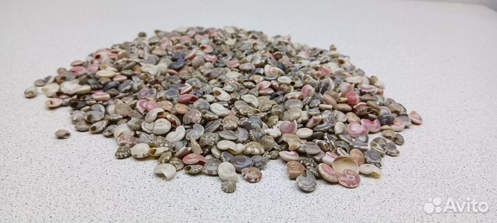 Умбониум 0,9*1 морские ракушки раковины