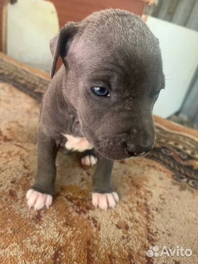 Продам Щенки Амстафа