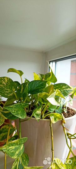 Сциндапсус золотистый, эпипремнум