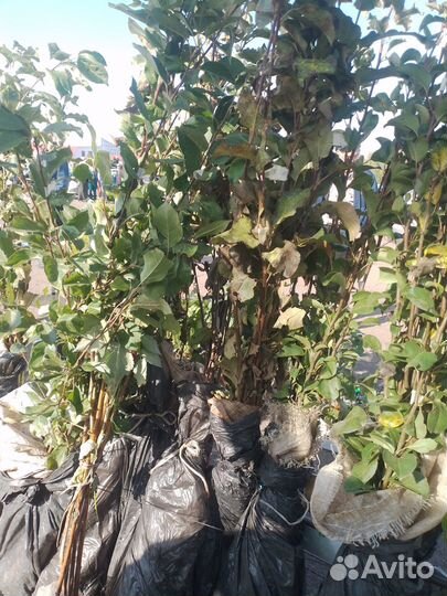 Саженцы плодово ягодные