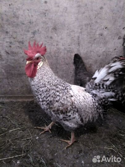 Северокавказские индюшки