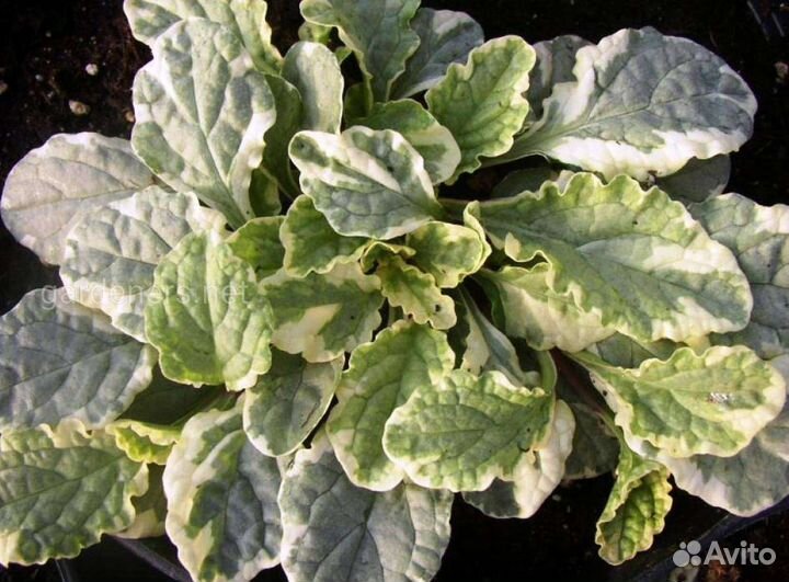 Аюга Вариегата зкс Почта/сдек