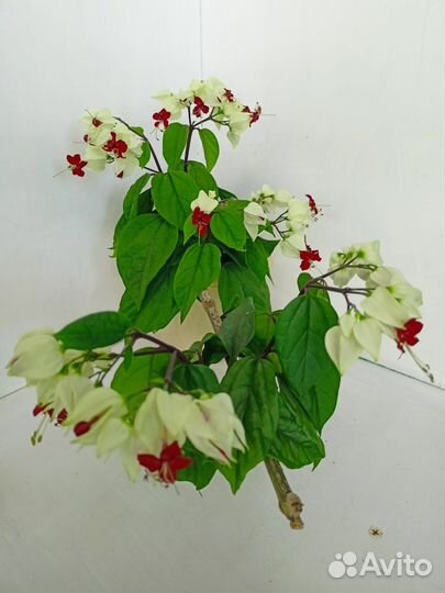 Клеродендрум Томсона