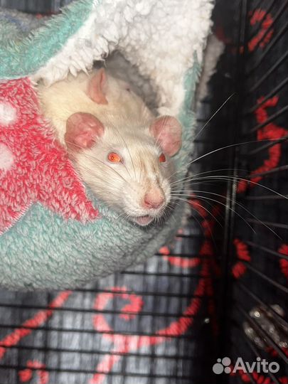 Крысы декоративные