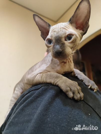 Донской сфинкс котята