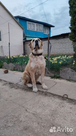 Среднеазиатская овчарка алабай