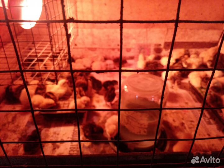 Перепела продажа