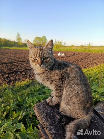 Котята бесплатно
