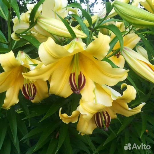 Лилии луковицы