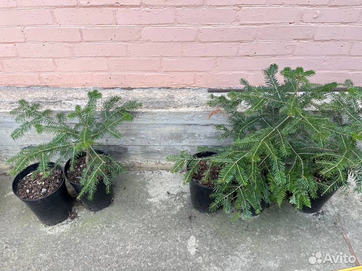 Пихта кавказская