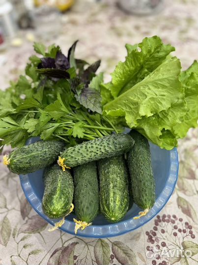 Огурцы, кабачки домашние