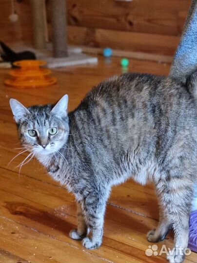 Котомама найдись