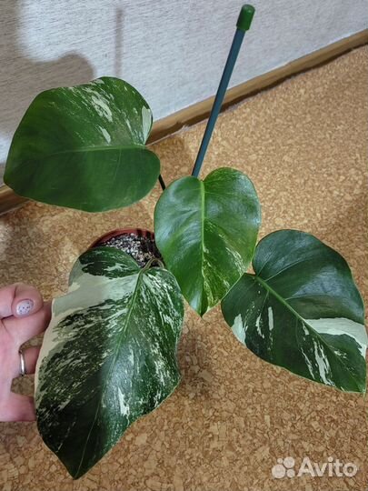 Монстера альба