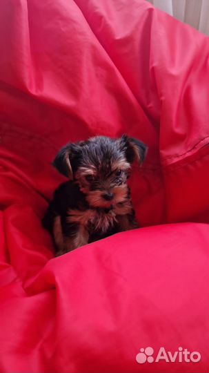 Йоркширский терьер мини щенки