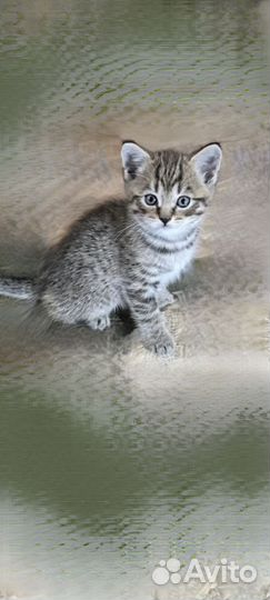 Британские котята