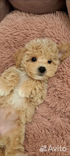 Мальтипу ф1