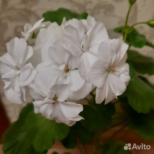 Пеларгония