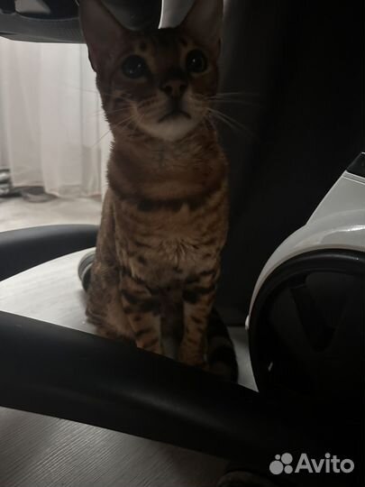 Кошка бенгальская