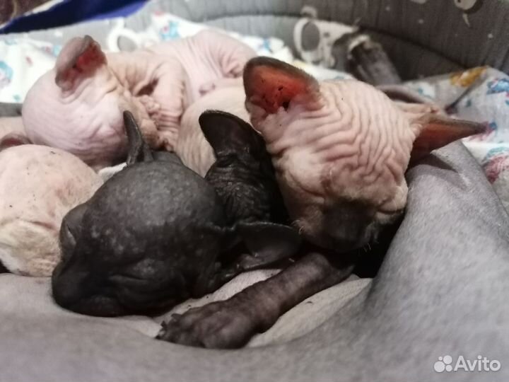 Канадский сфинкс котята