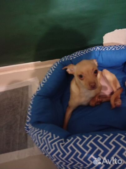 Мини той-терьер