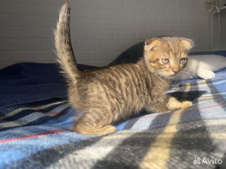 Котенок 1,5 мес