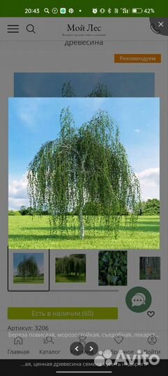 Семена берёза повислая