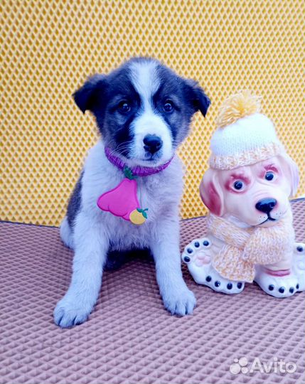 Щенки ищут дом