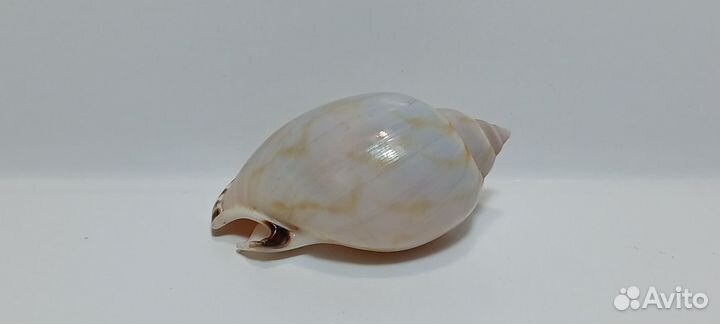 Касмария Вибекс 3,6 морская ракушка раковина
