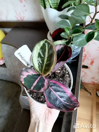 Калатеи и сингониумы