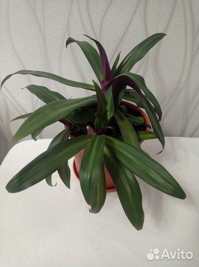 Традесканция Рео