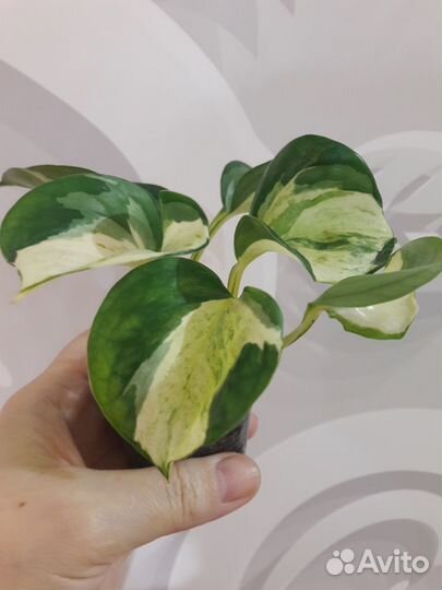 Сциндаптусы, эпипремнумы