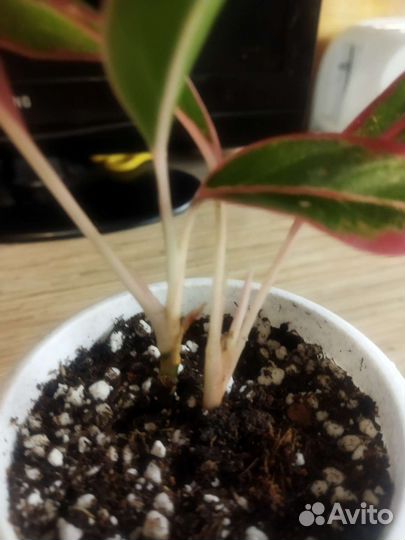 Аглаонема крит