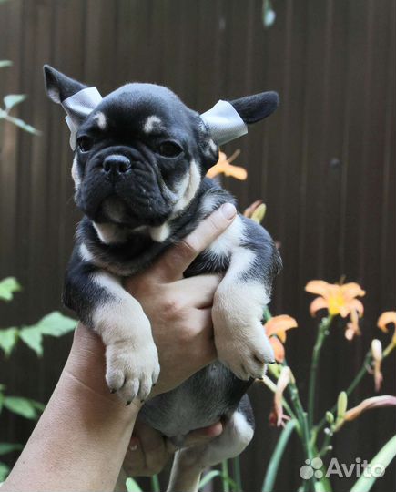 Щенок французского бульдога