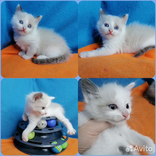 Кото девочки