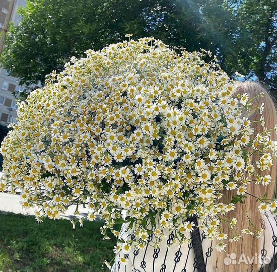 Ромашки букет