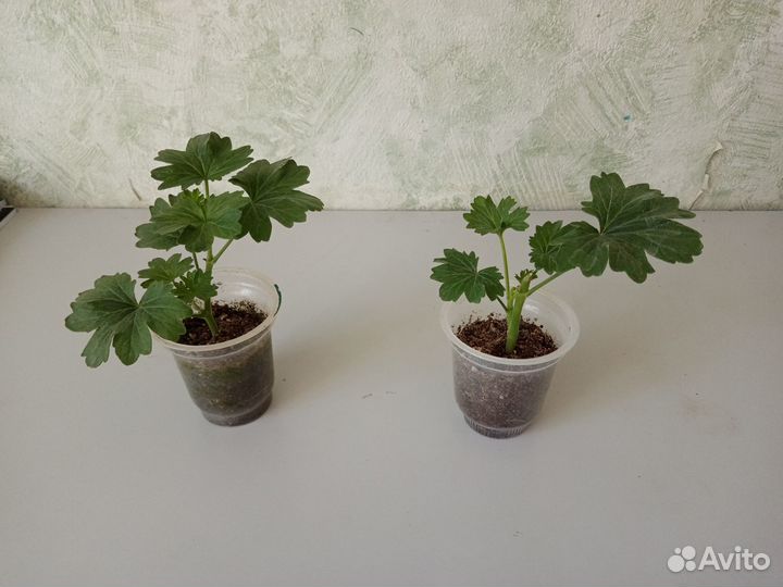 Пеларгония-стеллар бронз баттерфляй, Red Pandora