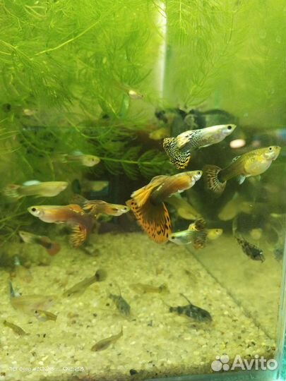 Аквариумные рыбки, растения, корм